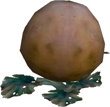 Low Quality Large Squash