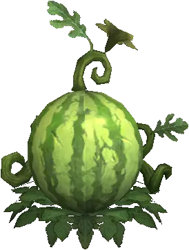 Large Rain Wintermelon