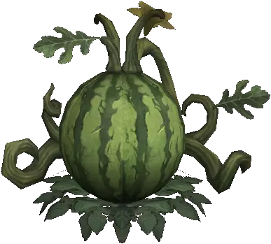 Large Rain Honey Wintermelon